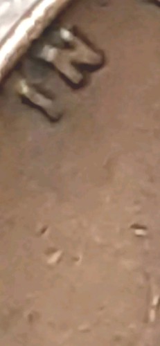 1961 P LINCOLN PENNY ! ' D ' On Lips ! VF ! MULE DIE/ DOUBLE STRUCK! - Picture 5 of 24