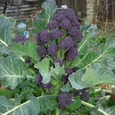 500+ PURPLE SPROUTING  BROCCOLI SEEDS FRESH FOR YOUR GARDEN