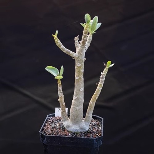 Pianta di cactus succulenta 15 cm Othonna Triplinervia Cactaceae casa giardino bellissima - Foto 10 di 10