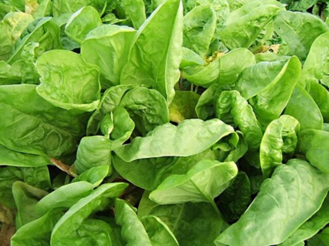 200 Graines d'Oseille - légume plante aromatique - potager semences paysannes 200 Graines d'Oseille - légume plante aromatique - potager semences paysannes