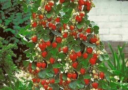 KLETTERERDBEERSAMEN - FRAGARIA ANANASSA, 50 SAMEN SUPERPREIS + GRATIS - Bild 3 von 5