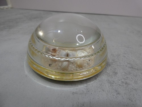 Nautical Glass Paperweight Desktop Round 3" Starfish Seashells Vintage - Picture 8 of 9