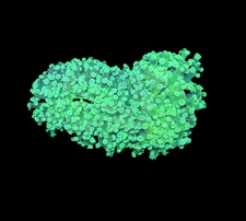 WYSIWYG Neon Green Frogspawn Live LPS Frag Coral Saltwater Reef Aquarium