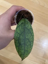 hoya sp bengkulu, rare veiny hoya similar to vitellinoides, exact item rooted