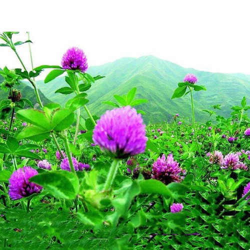 50g Red Clover Flower Seeds / Long Lasting Perennial - Picture 5 of 7