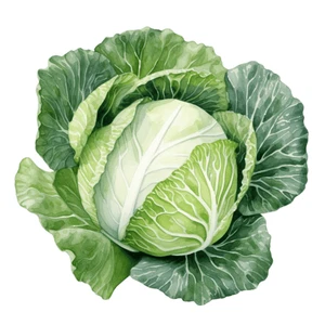 Farm Vegetables Cabbage Self Adhesive Vinyl Sticker