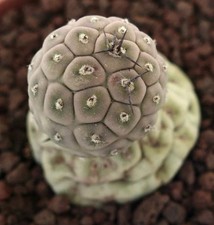 Tephrocactus geometricus TWO BALLS 153 - Geometric Tephrocactus  Geometric Pric