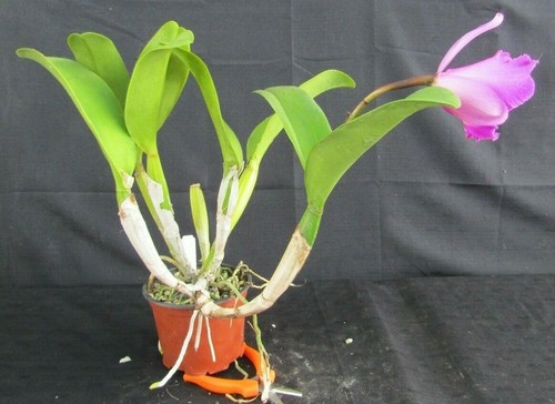 RON Cattleya Orchid Special Quality Div Rosella's Cherry Fry 'Essie' (1428) - Picture 5 of 5