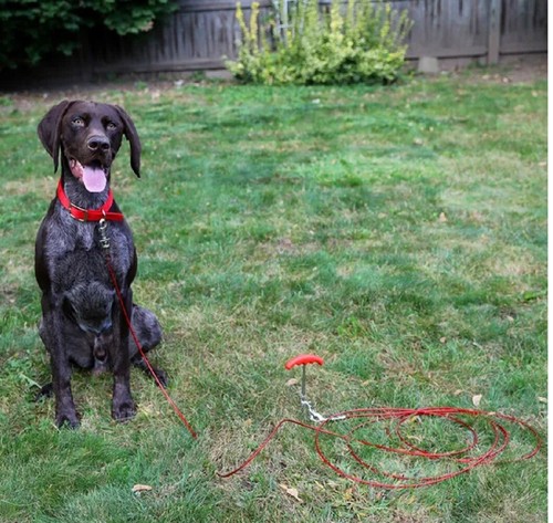 Dog Tie Down Ground Stakes and Cable Leads Durable Heavy Duty Outdoor Control - Picture 76 of 130