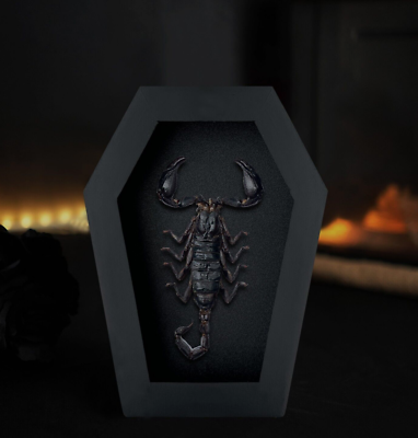 #ad Gothic Halloween Decor Real Scorpion Coffin Framed Taxidermy Insect Bug Gift $24.65