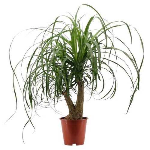 Pie de elefante Beaucarnea recurvata árbol embotellado palmera de agua planta de interior - Imagen 5 de 23