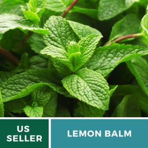 Peppermint Mint Seeds Medicinal Herbs Perennial Plant for Planting Non GMO 2500 Seeds
