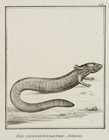 JUNGERMAN (19.Jhd), Eidechsenartige Sirene, Reptilien, Lithographie Figürlich