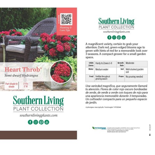 2.5 Qt. Heart Throb Hydrangea Shrub, Live Blooming Plant With Cherry Red Flowers - Picture 6 of 12