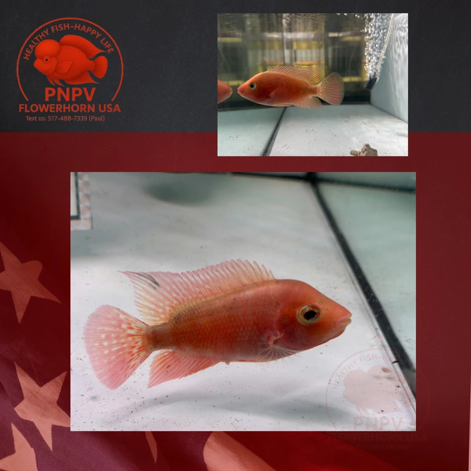 Super Red Monkey- Female Flowerhorn Fish – Premium Quality – Live Aquarium - Image 2 of 4