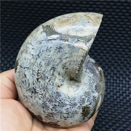 455g Madagaskar natürliche Chrysanthemenmuschel Fossil Probe + Regenbogen U463 - Bild 2 von 10