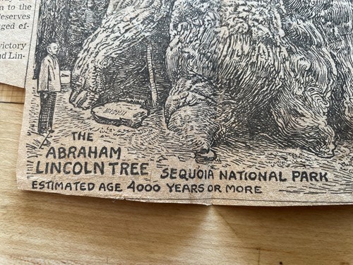 The Abraham Lincoln Tree Sequoia National Forest Newspaper Clipping sketch  - Picture 2 of 4
