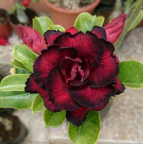 4 Red Black Desert Rose Seeds Adenium Flowers Perennial Seed Bloom 55 US SELLER - Picture 10 of 12