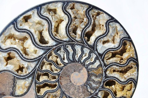 Large Black Ammonite PAIR Crystals 110myo Dino age FOSSIL XL 153mm 6.0" 9280uu - Picture 3 of 9