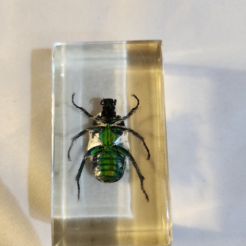 Black Stripe Green Rose Chafer Beetle in Clear Lucite Block - Picture 3 of 5