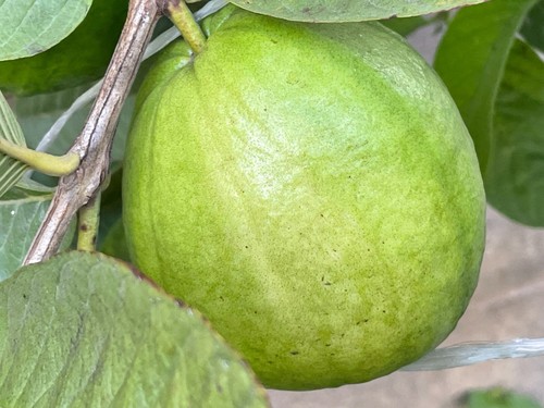 50 Stck. seltene Guave, Psidium Guajava Samen, hochkeimende Samen - Bild 4 von 9
