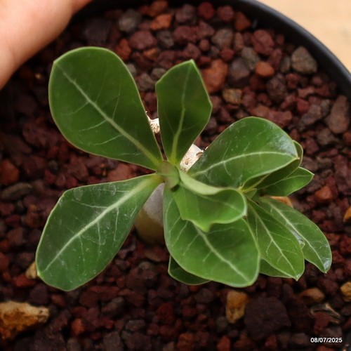 Adenium obesum Vaso 10 cm Cod.0807-4 - Picture 3 of 3