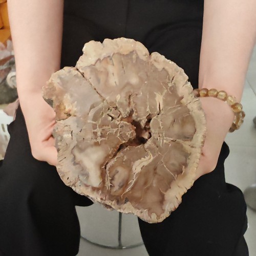 4,07 lb TOP Árbol Jurásico Natural Fósil Cuarzo Cristal Mineral Espécimen Curación - Imagen 7 de 7