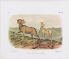 1989 Audubon Vintage "Rocky Mountain Sheep" Bighorn Mammal Color Art Lithograph