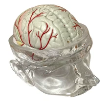 Vintage Seroquel Head Brain Anatomy Pharma Design Sales Display Removable Brain