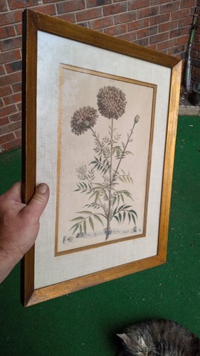 Muy Antiguo Abraham Munting Original Folio Botanik Flos africanus Impresión en Placa de Cobre - Imagen 13 de 13