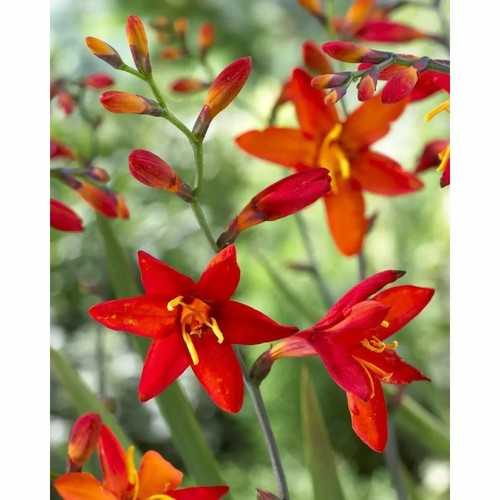 Crocosmia x crocosmiiflora 'Babylon' - Giant Montbretia x 10 corms - Picture 2 of 4