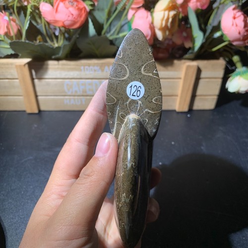 620g Natural Ammonite Fossil Ornaments Crystal Quartz Healing Reiki Rock 136mm - Picture 10 of 10