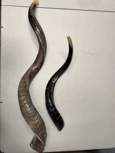 Shofar Yemenite Kudu Horn XXL Set 40”-45”+ 24”-27” Nuevo Kosher Envío Gratis EE. UU. - Imagen 6 de 14