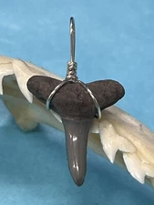 SHARK TOOTH PENDANT. 7/8 Inch Fossilized LEMON SHARK TOOTH FROM BONE VALLEY FL 