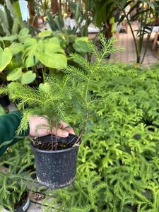 Araucaria Heterophylla | eBay