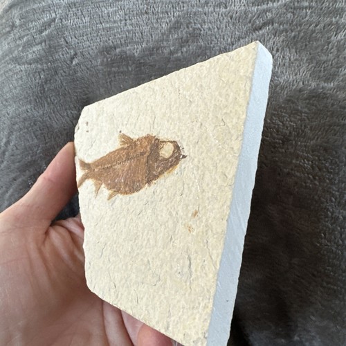 Fossil Fisch Knightia eocaena Green River Formation USA 50 Millionen Jahre alt - Bild 4 von 11