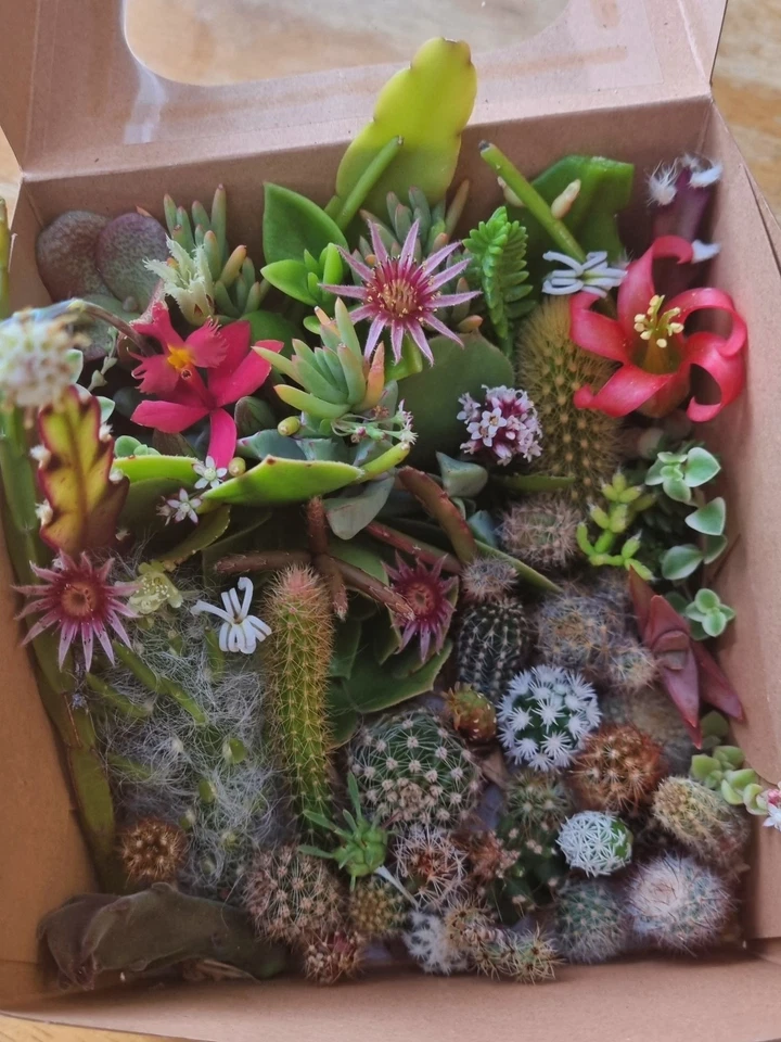 Cacti Cuttings Cactus  Succulent Collectors Echinopsis Euphorbia Pack Mix Sum - image 3 of 4