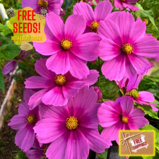 Fresh Beautiful Cosmos Seeds  Radiance  Heirloom Non-GMO  Flower Seeds