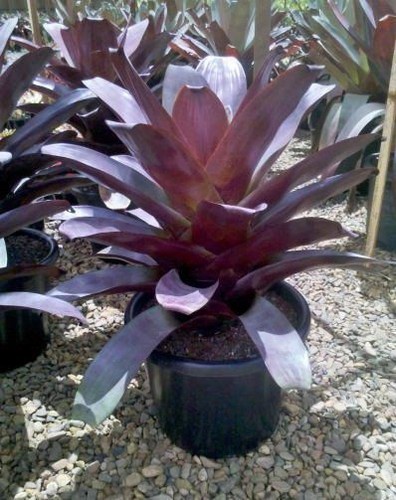 PLANTS ASSORTED TUBE STOCK (Fruit, Herb, Ornamental, indoor, Colour) + FREEBIE - Picture 31 of 249