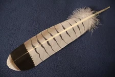 Native American-made the Revered White Tailed Hawk hand painted WhiteTailed Hawk