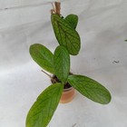 Hoya Tanggamus Sp Indonesia Green Leaves Free Phytosanitary Ship DHL Express