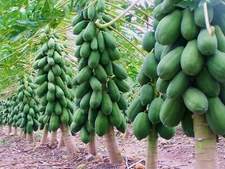 Papaya (Maradol) Seeds (15) /  FLORIDA GROWN / TROPICAL FRUIT