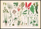 1887 Botanical Chromolithograph – Algae, Mosses & Lichens (Rare Cryptogams)