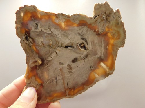 Petrified Wood Water Cypress Root Polished Round Slab Sunnyside #O9 - Picture 2 of 7