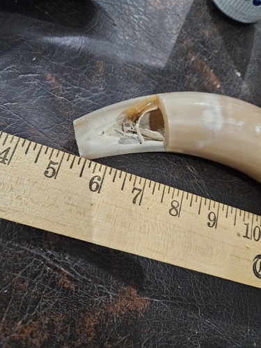 2 Small Unfinished Cow Horns Craft Projects Rustic Decor - Picture 6 of 8