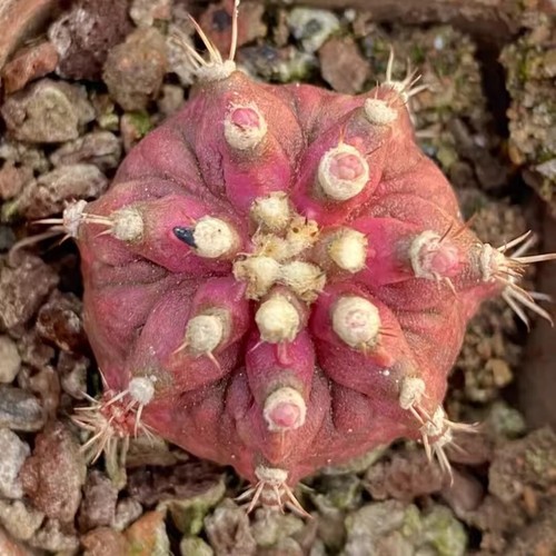 3cm Sukkulente Kaktus Pflanze Echinocereus maritimus cactaceae Hausgarten selten - Bild 3 von 19