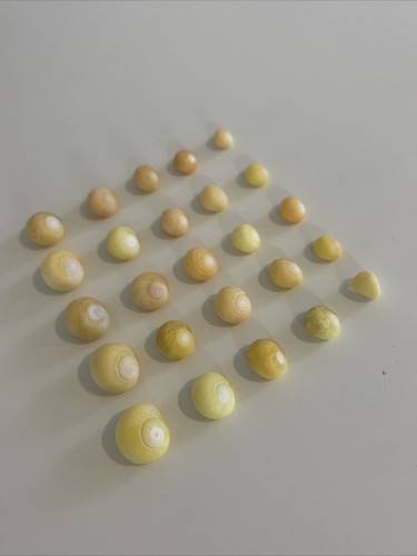 25 yellow snail shells. Porth Cwyfan, Anglesey, Wales. - Picture 2 of 5