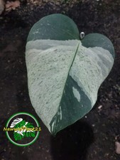 Monstera Jungle Mint Variegated One Leaf Real Picture