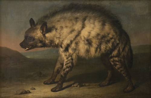 Jens Juel : "The Hyena" (1767) - Giclee Fine Art Print - Picture 1 of 7