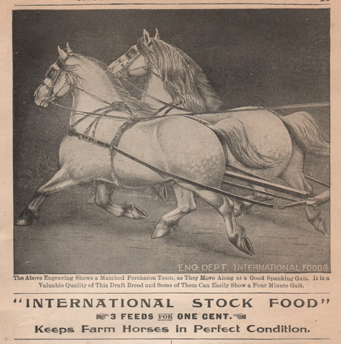 Anuncio impreso antiguo de principios de 1900 de stock internacional del equipo Percheron emparejado de caballos - Imagen 1 de 2